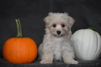 Melody, a female Maltipoo for sale in Millersburg, OH – 3 of 10