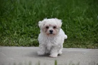 Ace, a male Maltipoo for sale in Millersburg, OH – 3 of 10