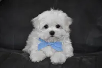 Teddy, a male Maltese for sale in Millersburg, OH – 8 of 10