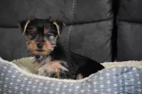 Blake, a male Yorkshire Terrier for sale in Millersburg, OH – 7 of 8