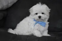 Teddy, a male Maltese for sale in Millersburg, OH – 6 of 10