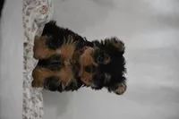 Fairy, a female Yorkshire Terrier for sale in Millersburg, OH – 6 of 7