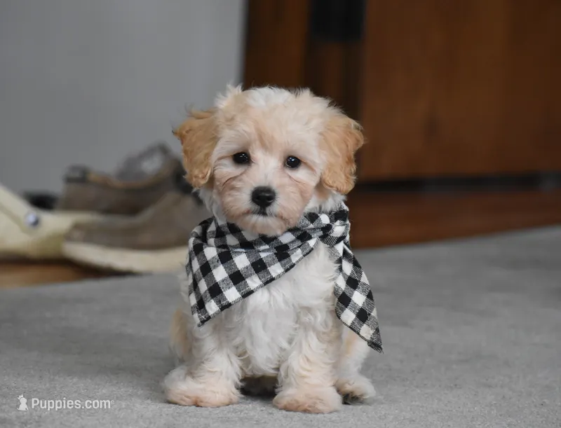 Mia – Maltipoo puppy for sale in Millersburg, OH