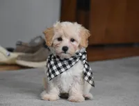 Mia, a male Maltipoo for sale in Millersburg, OH – 1 of 9