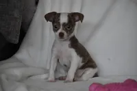 Rocky, a male Chihuahua for sale in Millersburg, OH – 4 of 9