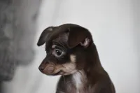 Rolo, a female Chihuahua for sale in Millersburg, OH – 10 of 10