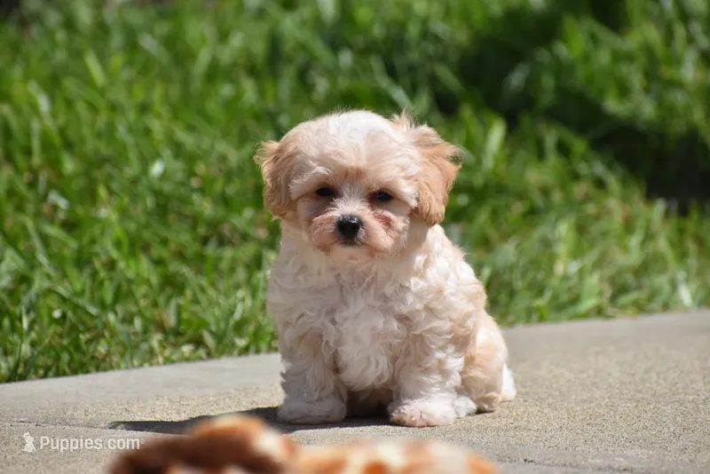 Biscuit – Maltipoo puppy for sale in Millersburg, OH