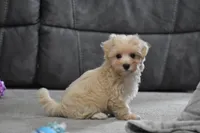 Melody, a female Maltipoo for sale in Millersburg, OH – 8 of 10