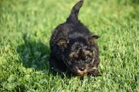 Stoker, a male Poodle - Toy  and Morkie for sale in Millersburg, OH – 9 of 10