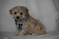Olive, a female Maltipoo for sale in Millersburg, OH – Photo 3 of 7