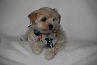 Olive, a female Maltipoo for sale in Millersburg, OH – Photo 7 of 7