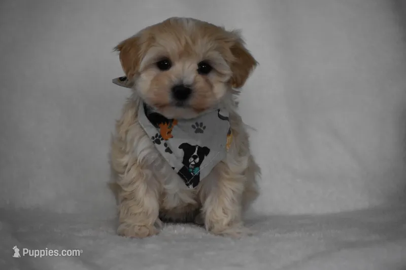 Olive, a female Maltipoo for sale in Millersburg, OH – Photo 1 of 7