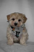 Olive, a female Maltipoo for sale in Millersburg, OH – Photo 4 of 7