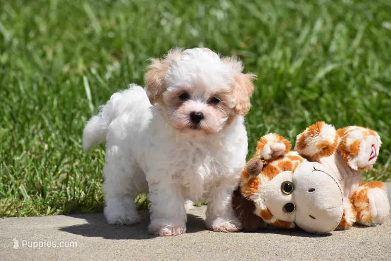 Tootsie – Maltipoo puppy for sale in Millersburg, OH