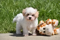 Tootsie, a female Maltipoo for sale in Millersburg, OH – 1 of 10