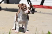 Rocky, a male Chihuahua for sale in Millersburg, OH – 8 of 9