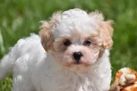 Tootsie, a female Maltipoo for sale in Millersburg, OH – 4 of 10