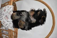 Buttons, a male Yorkshire Terrier for sale in Millersburg, OH – 5 of 10