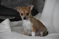 Roscoe, a male Chihuahua for sale in Millersburg, OH – 7 of 10