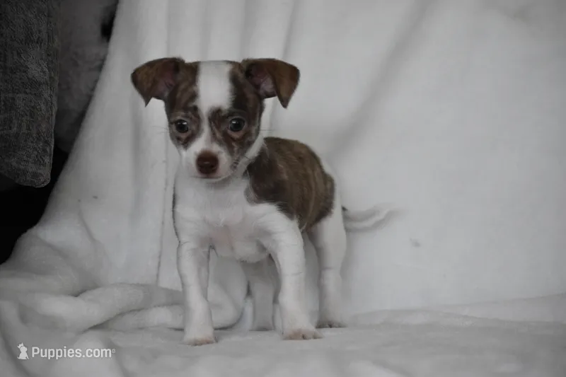 Rocky – Chihuahua puppy for sale in Millersburg, OH