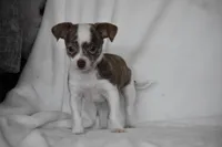 Rocky, a male Chihuahua for sale in Millersburg, OH – 1 of 9