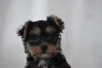 Zane, a male Yorkshire Terrier for sale in Millersburg, OH – 2 of 10