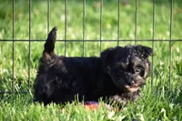 Stoker, a male Poodle - Toy  and Morkie for sale in Millersburg, OH – 10 of 10