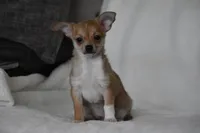 Roscoe, a male Chihuahua for sale in Millersburg, OH – 2 of 10