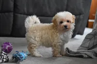 Grant, a male Maltipoo for sale in Millersburg, OH – 9 of 10
