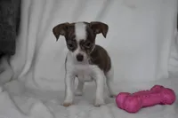 Rocky, a male Chihuahua for sale in Millersburg, OH – 9 of 9