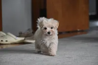 Melody, a female Maltipoo for sale in Millersburg, OH – 6 of 10