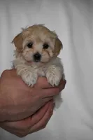 Quinn, a female Maltipoo for sale in Millersburg, OH – Photo 8 of 8