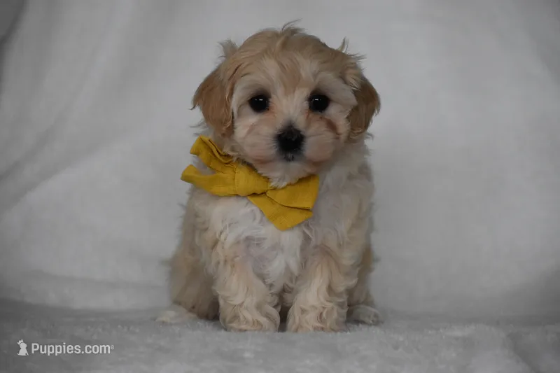 Quinn – Maltipoo puppy for sale in Millersburg, OH