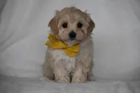 Quinn, a female Maltipoo for sale in Millersburg, OH – Photo 1 of 8