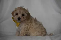 Quinn, a female Maltipoo for sale in Millersburg, OH – Photo 7 of 8