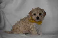 Quinn, a female Maltipoo for sale in Millersburg, OH – Photo 4 of 8