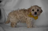 Quinn, a female Maltipoo for sale in Millersburg, OH – Photo 5 of 8