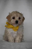 Quinn, a female Maltipoo for sale in Millersburg, OH – Photo 6 of 8