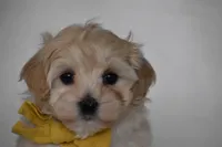 Quinn, a female Maltipoo for sale in Millersburg, OH – Photo 2 of 8