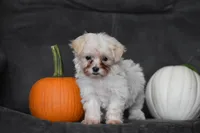 Pippi, a female Maltipoo for sale in Millersburg, OH – 3 of 7