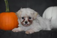 Pippi, a female Maltipoo for sale in Millersburg, OH – 1 of 7