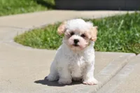 Tootsie, a female Maltipoo for sale in Millersburg, OH – 9 of 10