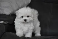Teddy, a male Maltese for sale in Millersburg, OH – 2 of 10