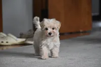 Melody, a female Maltipoo for sale in Millersburg, OH – 9 of 10