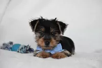 Blake, a male Yorkshire Terrier for sale in Millersburg, OH – 2 of 8