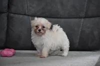 Pippi, a female Maltipoo for sale in Millersburg, OH – 7 of 7