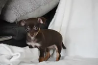 Rolo, a female Chihuahua for sale in Millersburg, OH – 5 of 10