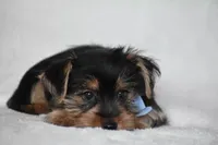 Blake, a male Yorkshire Terrier for sale in Millersburg, OH – 8 of 8