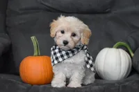 Mia, a male Maltipoo for sale in Millersburg, OH – 3 of 9