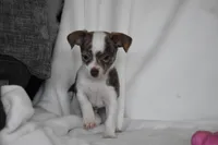 Rocky, a male Chihuahua for sale in Millersburg, OH – 5 of 9